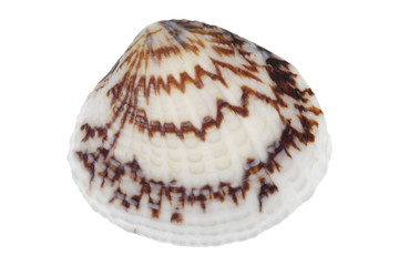 Sea shell on a white background