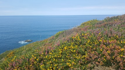 English coastal wildflowers on the clifftop