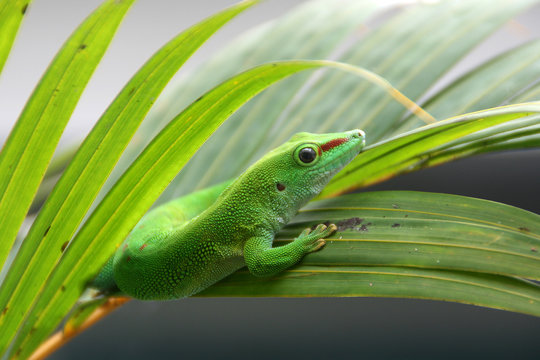 Gecko Phelsuma.