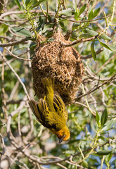 Bird and nest (South Africa).