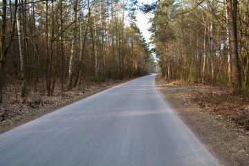 droga asfaltowa przez las - obrazy, fototapety, plakaty