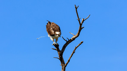 Osprey (Pandion haliaetus) making a shit, Sanibel Island, Florida, USA