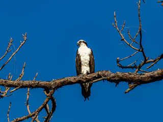 Osprey (Pandion haliaetus) perching on an old tree, Florida, USA