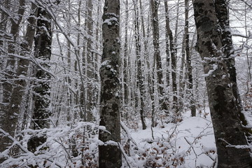 snowy trunks of the forest