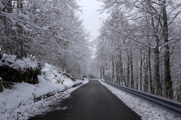 road in the snow-covered forest
