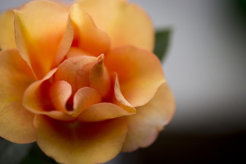 Bouquet of roses shot macro