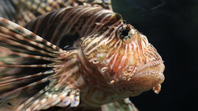 Zebra fish (Pterois) swimming in water