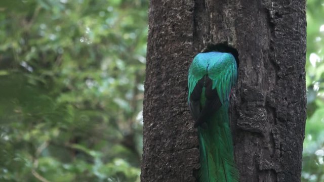 Quetzal bird arrives to nest on tree hole