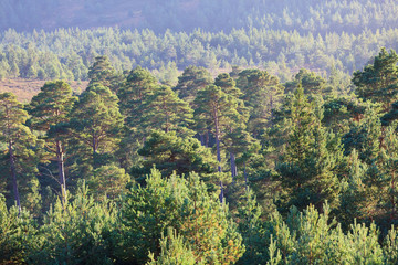 Scots Pine Glen Tanar, Scotland