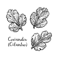 Coriander ink sketch.