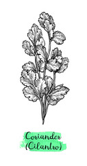Coriander ink sketch.