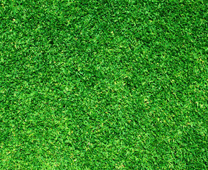 Fototapeta premium grass