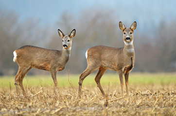 Naklejka na ściany i meble Two wild roe deers in a field