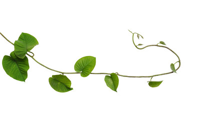 Heart-shaped jungle green leaves vine tropical liana plant isolated on white background, clipping...