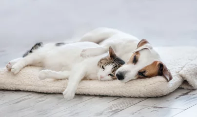Deurstickers Hond Kat en hond slapen