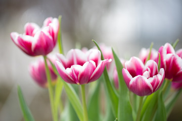 Tulpe 