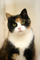 A beautifull female cat, with three colours. © Evdoha