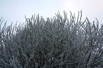 Branches covered with hoarfrost. Beautiful white winter.