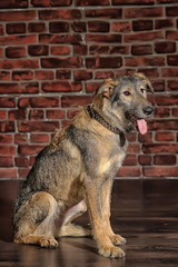 Cross-breed terrier in the studio