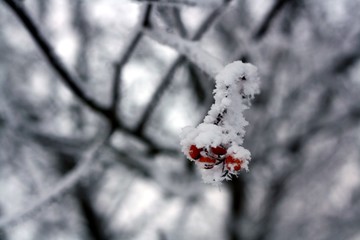 Branches covered with hoarfrost. Beautiful white winter.