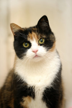 A beautifull female cat, with three colours.