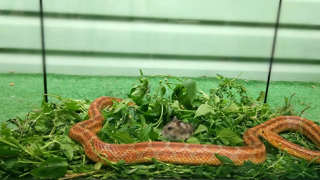 the snake surrounded the mice and enveloped it with a ring