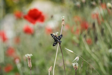 Due farfalle in accoppiamento