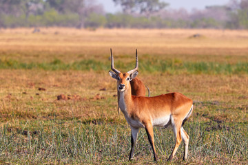 Lechwe