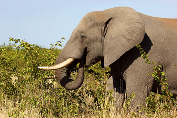 African elephant eating a branch
