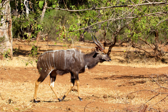 Male nyala in Kruger National Park