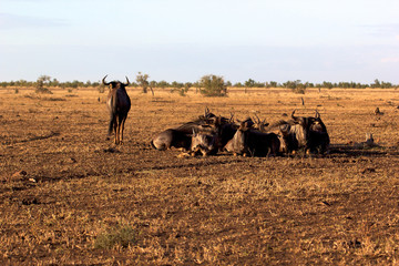 Herd of wildebeest