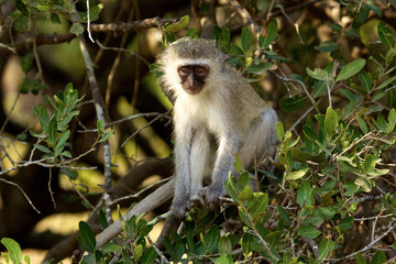 Vervet Monkey in a tree