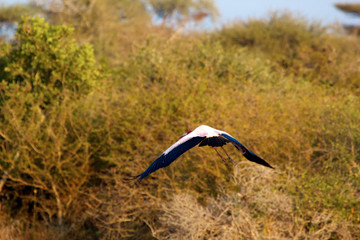 Yellow-billed stork