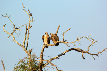 White backed vulture