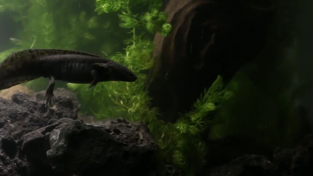 Mexican axolotl, the most mysterious and promising neotenic salamander. Hopes for stem cell research. Endangered flagship species, urgent need for conservation and restoration of habitat