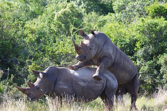 Mating rhinos in Schotia, South Africa