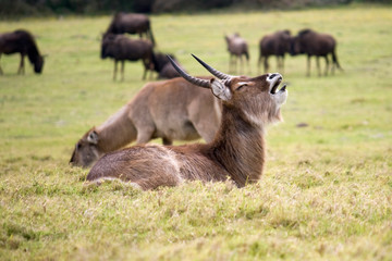 Yawning waterbuck