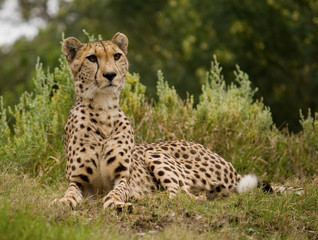 Cheetah in the grass