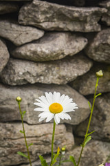 Large Wild Daisies Growing Next to a Stone Wall on Inisheer, County Galway. in the West of Ireland