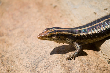 Striped skink