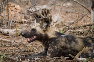 African Wild dog
