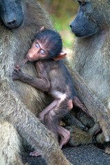 Little baboon drinking by his mother 