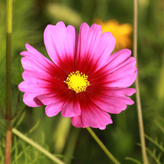 Cosmos rose © hcast