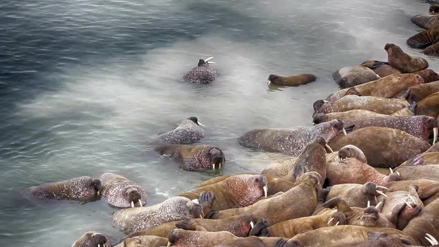 Atlantic walruses at haul out sites are sleeping
