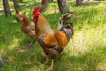 A rooster and two hens on the green grass, near the trees. Rooster on the green grass © Oleg