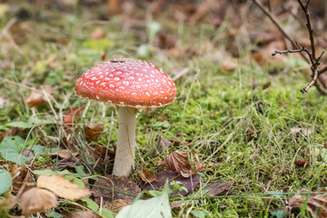 fliegenpilz im Wald