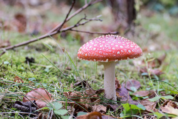 fliegenpilz im Wald