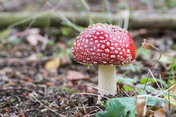 fliegenpilz im Wald