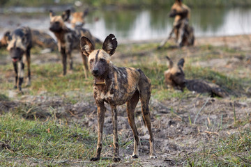 Pack of wild dog with collar