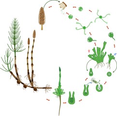 Equisetum life cycle. Diagram of life cycle of horsetail (Equisetum Arvense) with dioecious gametophyte - obrazy, fototapety, plakaty
